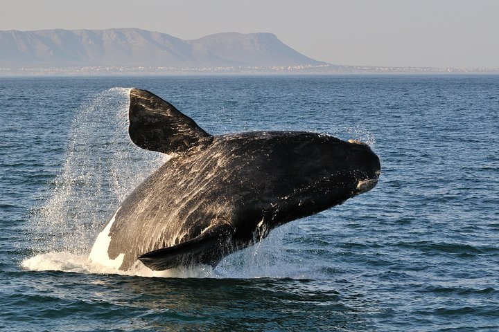 Experience the majestic Southern Right whales breaching in the coastal waters a highlight of the Hermanus Explorer Tour where nature’s wonders take center stage along stunning seaside vistas.